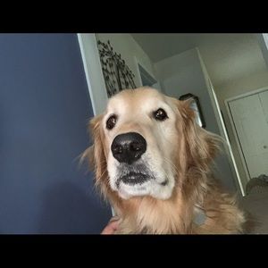 Meet your Posher, Cory